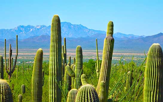 Saguaro National Park Travel Insurance